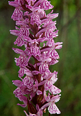 Dactylorhiza maculata