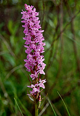 Dactylorhiza maculata