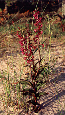 Epipactis atrorubens 