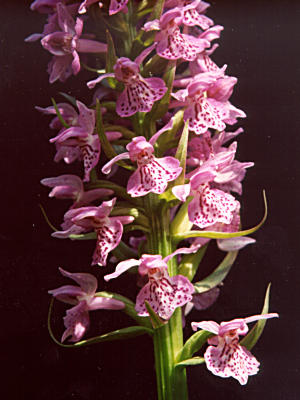 Dactylorhiza Ruthei