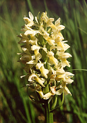 Dactylorchiza incarnata ssp. ochroleuca