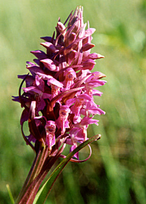 Dactylorchiza incarnata