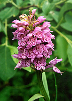 Dactylorhiza Ruthei