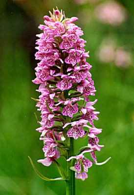 Dactylorhiza Ruthei