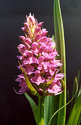 Dactylorhiza Ruthei