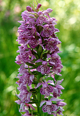 Dactylorhiza Ruthei