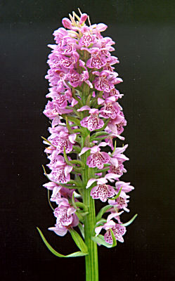 Dactylorhiza Ruthei