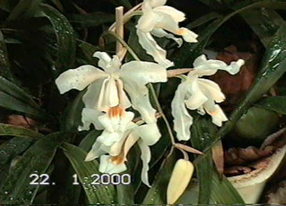 Coelogyne cristata