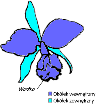 Schemat budowy kwiatu - Cattleya labiata