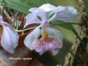 Foto: Acacallis cyanea