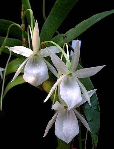 Foto: Angraecum leonis (Rchb.f.) Veitch