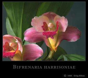 Foto: Bifrenaria harrisoniae