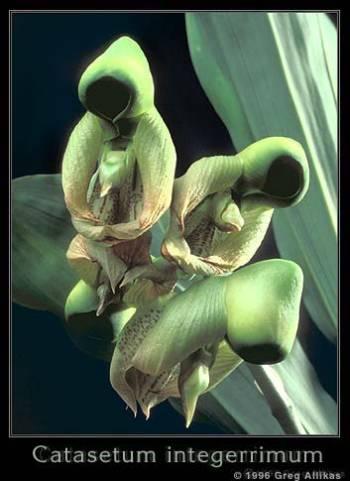 Foto: Catasetum integerrimum Hooker