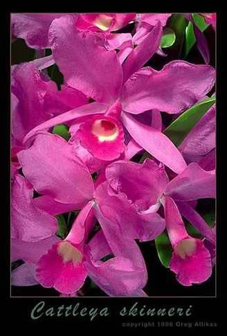 Foto: Cattleya skinneri Bateman