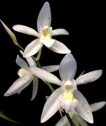 Foto: Coelogyne nitida