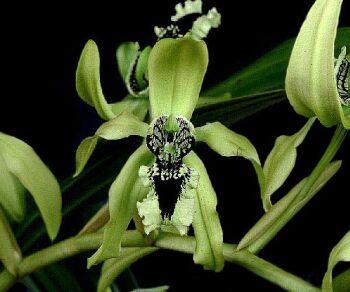 Foto: Coelogyne pandurata