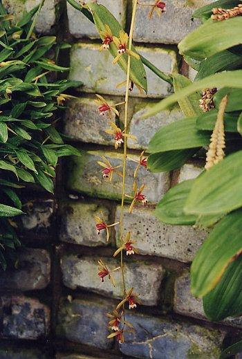 Foto: Cymbidium atropurpureum