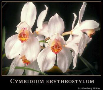 Foto: Cymbidium erythrostylum