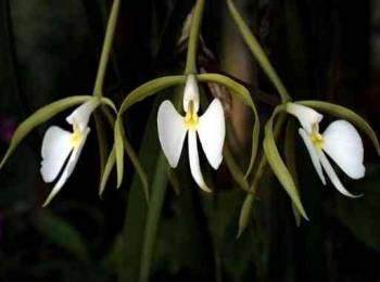 Foto: Epidendrum parkinsonianum Hooker