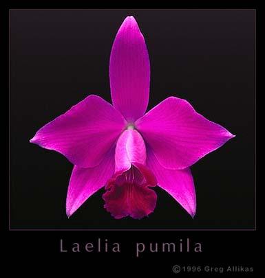 Foto: Laelia pumila