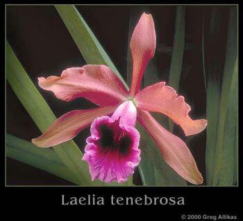 Foto: Laelia tenebrosa