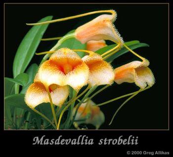Foto: masdevallia strobelii