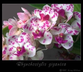 Foto: Rhynchostylis gigantea (Lindley) Ridley