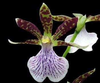 Foto: Zygopetalum mackayi