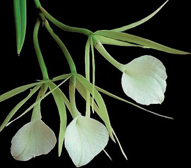 Brassavola nodosa