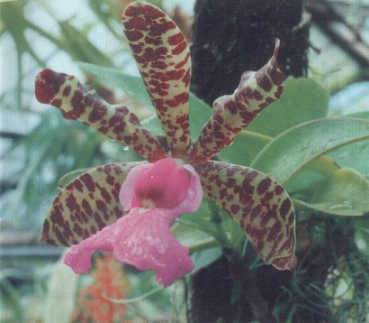 Cattleya aclandiae