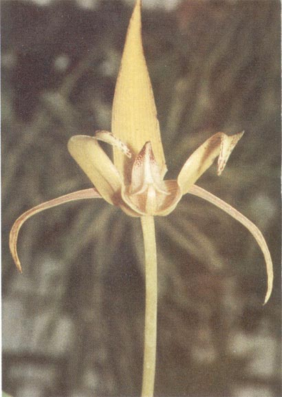 Bulbophyllum