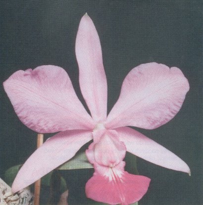 Cattleya walkeriana