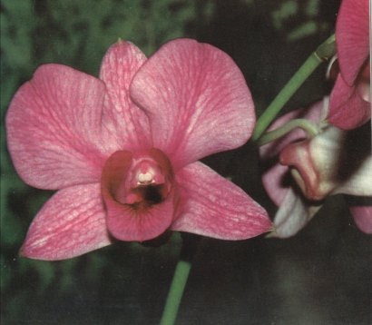 Dendrobium phalaenopsis