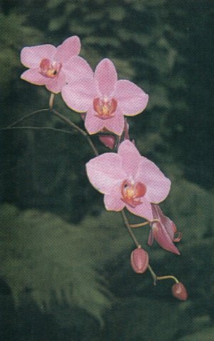 Phalaenopsis