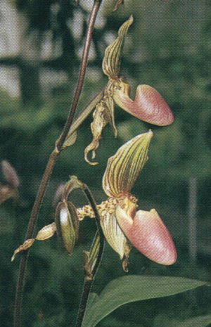 Paphiopedilum